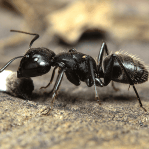 Ant Pest Control