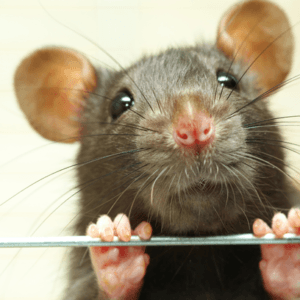 Rat Pest Control