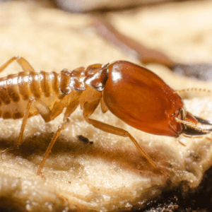 Termite Pest Treatment